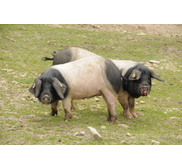 Le porc noir basque Kintoa en pleine renaissance