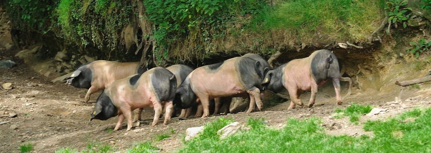 A la rencontre du porc basque sur le sentier pédagogique